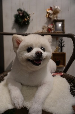 あんず.jpg