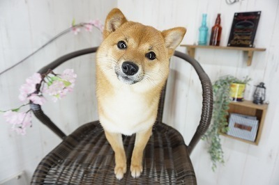 きなこ.jpg