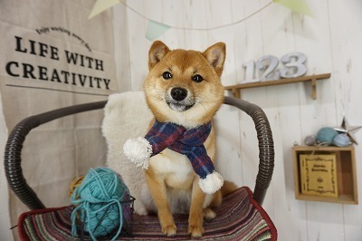 きなこ.jpg