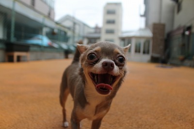 ちゃこ.jpg